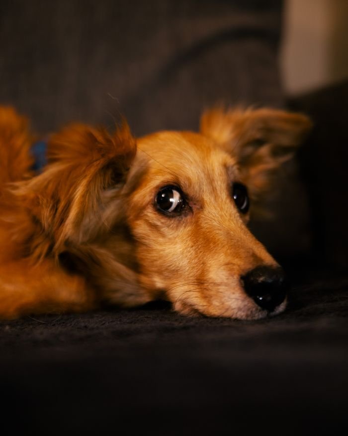 Adorable close-up of a brown miniature dachshund lying indoors, showcasing expressive eyes and a serene pose.