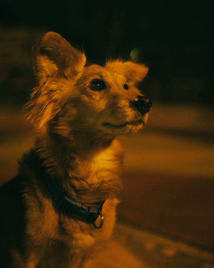 A tranquil brown dog gazes into the distance under warm night lighting.