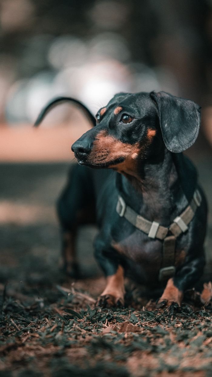A black dachshund dog wearing a harness, standing alert in a park.