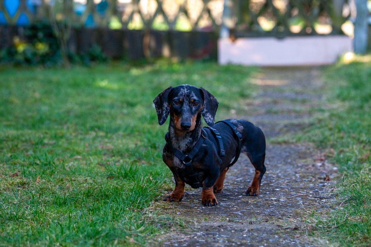 Charming dachshund standing on a garden path, showcasing its playful and attentive demeanor.