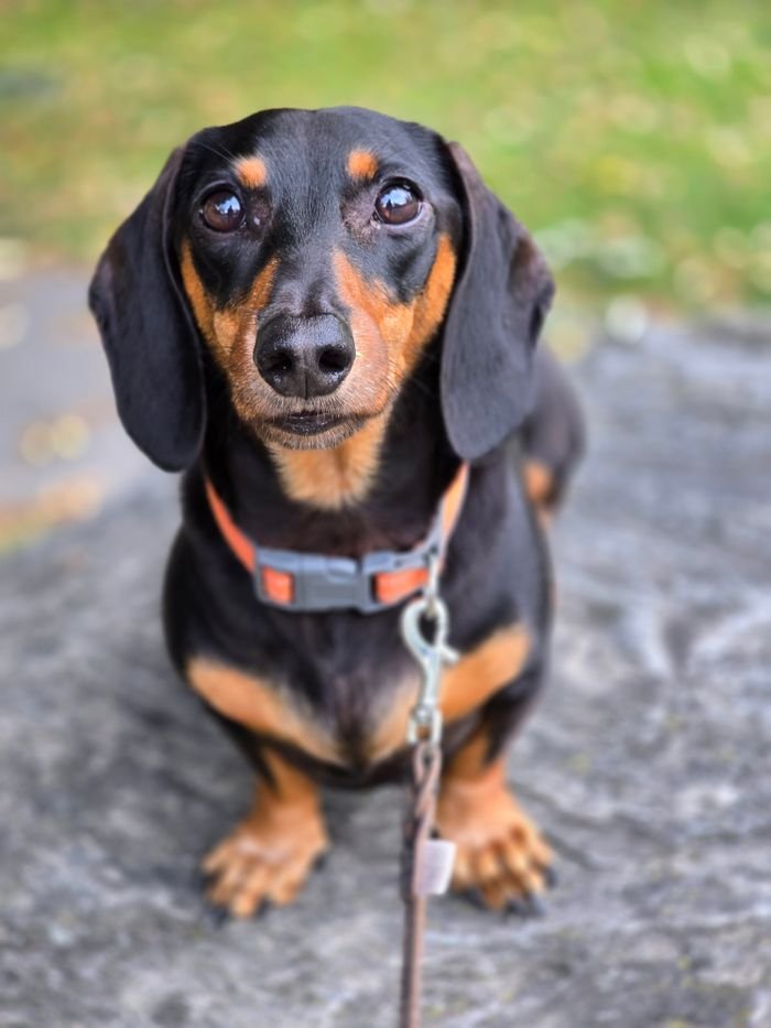 Candid close-up of a Dachshund dog on a leash sitting outdoors.
