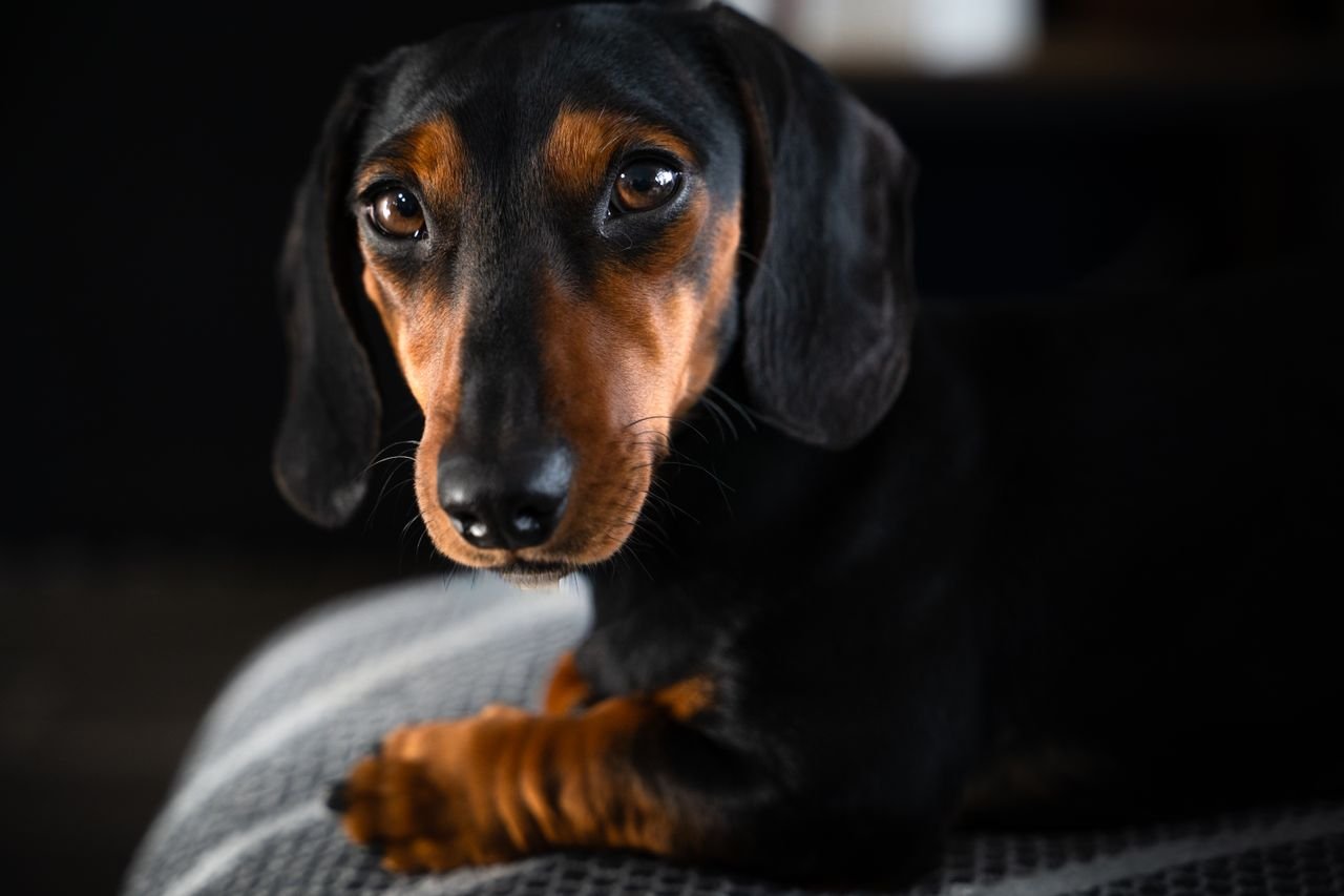 Close-up of a black and tan dachshund on a dark background, showcasing its expressive eyes.