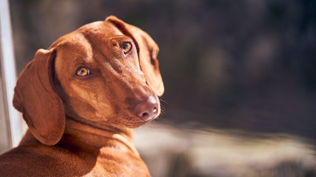 Adorable brown dachshund puppy gazing into the camera with a soft, neutral background.
