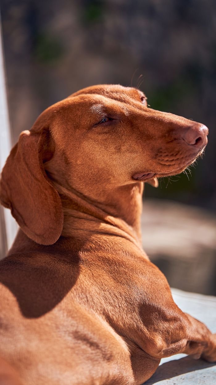A relaxed dachshund enjoying the sun outdoors, bathed in warm light.