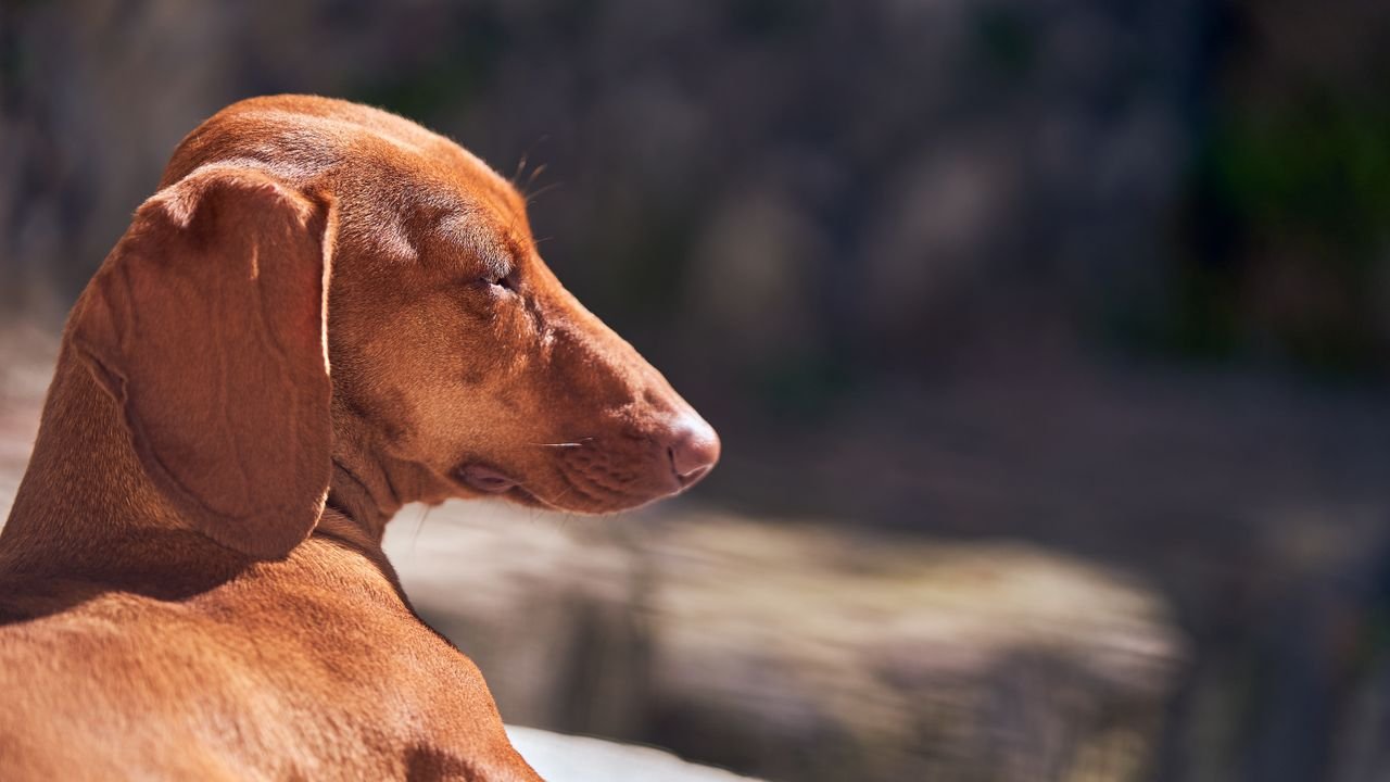 Close-up of a Dachshund dog basking in the warm outdoor sun, highlighting its sleek brown coat.