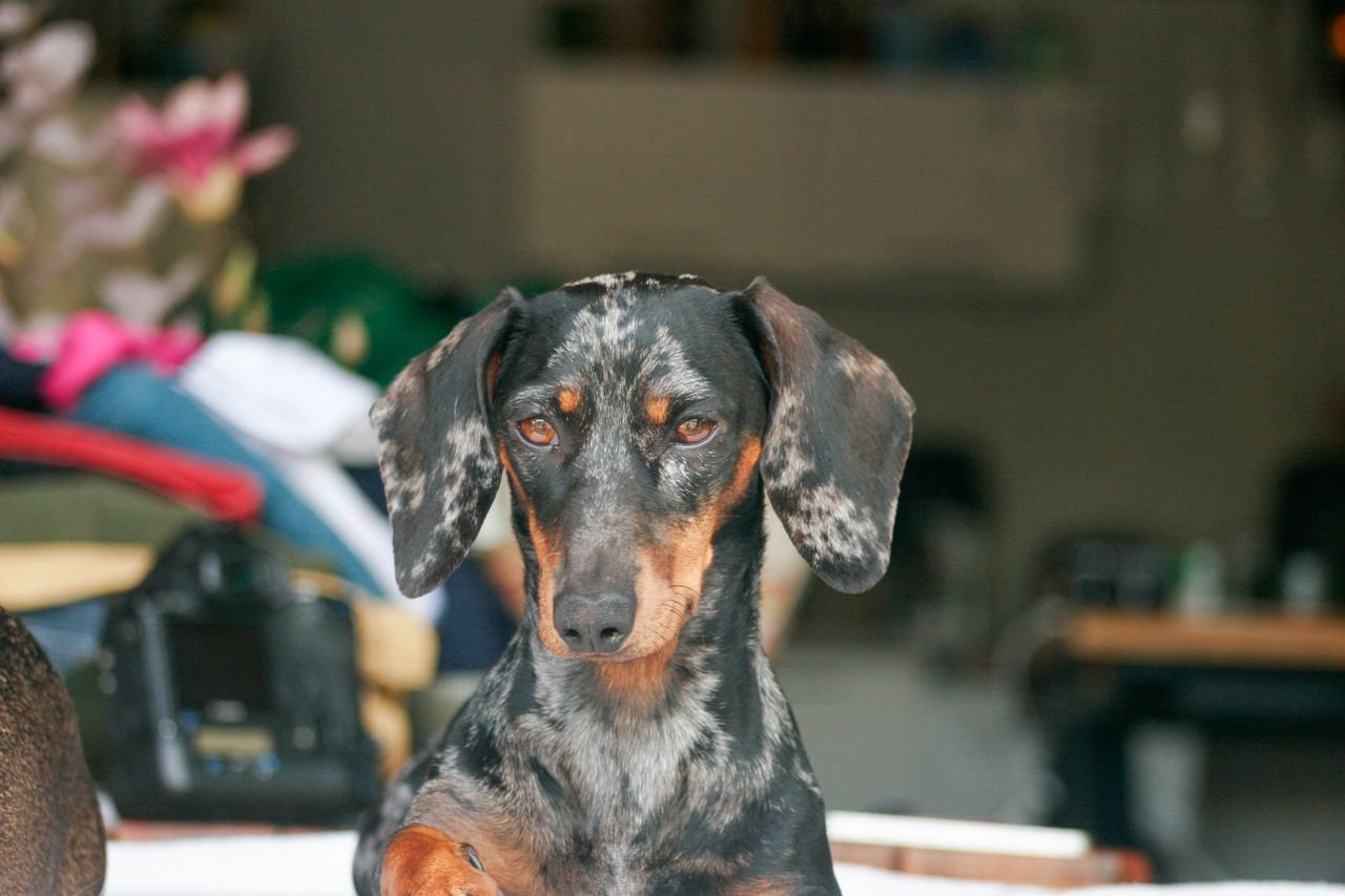 Close-up of a serene Merle Dachshund indoors, showcasing beautiful coat pattern.