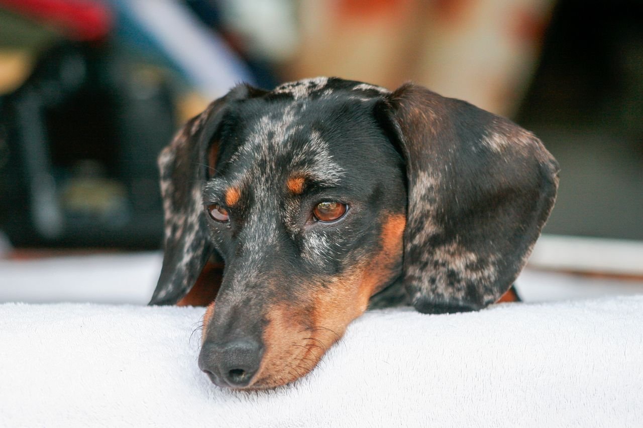 Adorable dapple dachshund resting indoors with a focused expression on a white surface.