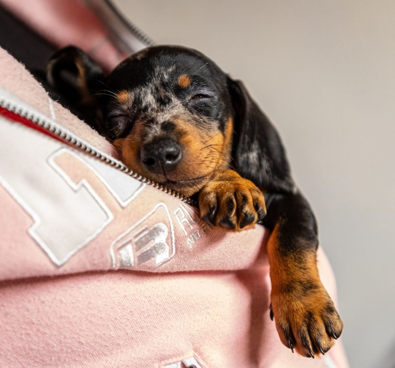 Adorable dachshund puppy peacefully sleeps in a cozy pink hoodie, showcasing cuteness overload.